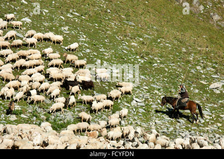 Georgien, Mtskheta-Mtianeti, Schafherde mit Hirten südlich von Stepansminda, Stock Photo
