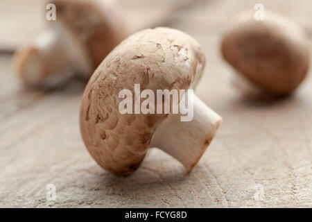 Fresh chestnut mushroom close up Stock Photo