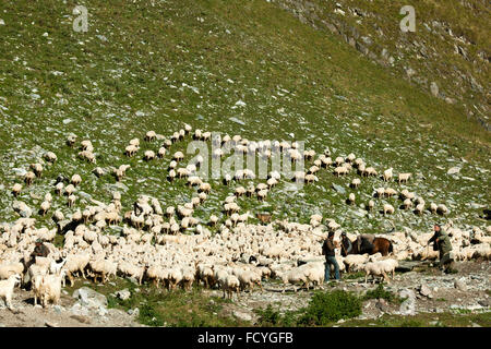Georgien, Mtskheta-Mtianeti, Schafherde mit Hirten südlich von Stepansminda, Stock Photo