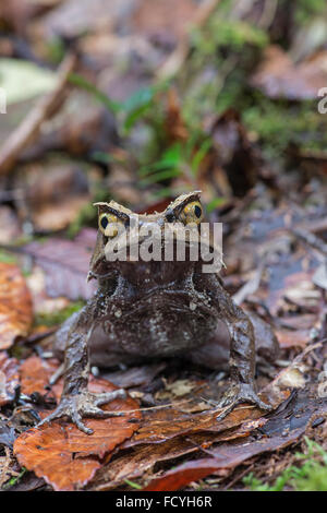 Bornean Horned Frog: Megophrys nasuta. Sabah, Borneo. Stock Photo