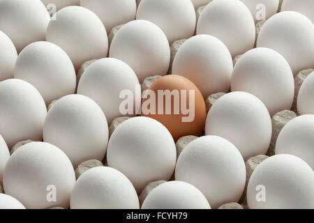 Organic fresh white eggs and one brown in carton crate Stock Photo