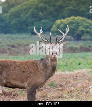 Red Deer: Cervus elaphus. Young stag bellowing in Rutting season, Richmond Park, Surrey, England Stock Photo