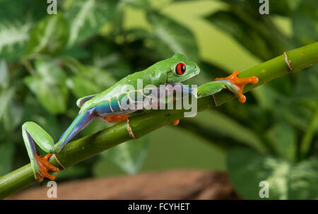 Red-Eyed Tree Frog (Agalychnis callidryas). Walking along branch. Controlled, studio