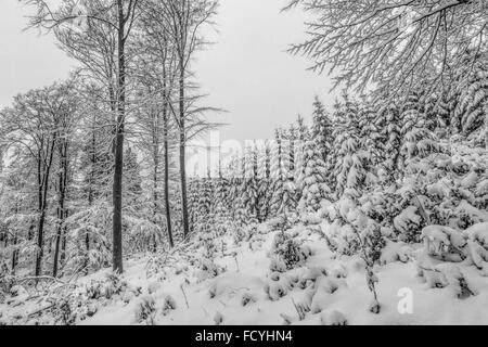 Winter wonderland: Forest blanketed with fresh snow, Girkhausen, Bad Berleburg, in Sauerland, North Rhine-Westphalia, Germany. Stock Photo