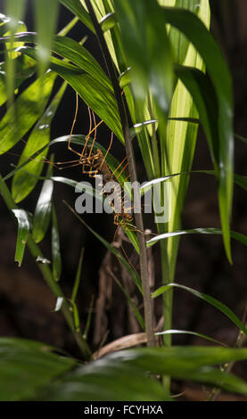 Long Legged Centipede: Scutigera sp. Danum Valley, Sabah, Borneo. Stock Photo