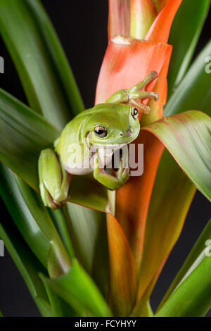 Australian Green, or  White's Tree Frog: Litoria caerulea. Controlled, Studio Stock Photo