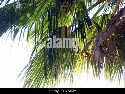 Palmetum botanical gardens in Santa Cruz de Tenerife, Canary Islands, Spain - Pritchardia Munroi from Hawaii Stock Photo