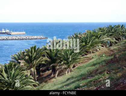 Palmetum botanical gardens in Santa Cruz de Tenerife, has one of the largest collections of palms in world Stock Photo