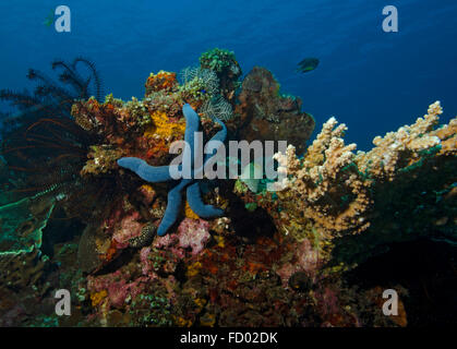 Blue starfish, Linckia laevigata, on coral reef in Tulamben; Bali; Indonesia Stock Photo