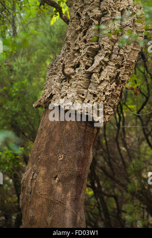 The bark of the Oak Cork Tree Quercus suber, in Southern France. Stock Photo