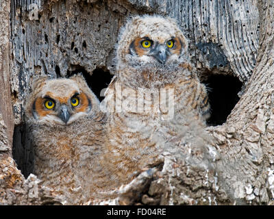 Great Horned Owlets Stock Photo