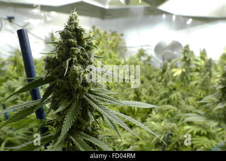 Big Marijuana Bud on Indoor Plant Under Lights at Cannabis Farm Stock Photo