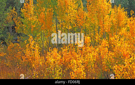 Aspen trees in Oregon turning gold in October Stock Photo