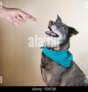 A well-trained dog minding his master's "sit" command Stock Photo