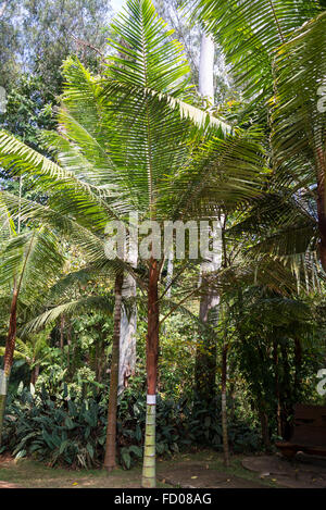 Dypsis lastelliana, Redneck Palm, Inhotim botanical Garden and Contemporary art museum, Belo Horizonte, Minas Gerais, Brazil Stock Photo