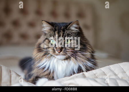 Long haired cat on the bed