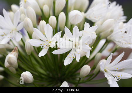 Agapanthus 'White Heaven' flowers. Stock Photo