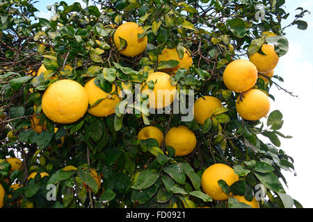 Grapefruit on tree Stock Photo