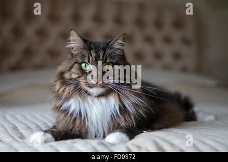 Long haired cat on the bed Stock Photo