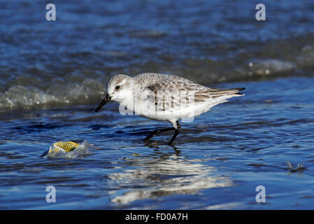 Sanderling (Calidris alba) in non-breeding plumage picking at plastic wrapping washed on beach along North Sea coast in winter Stock Photo