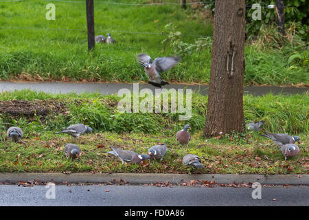 Common wood pigeons (Columba palumbus) feeding on fallen acorns from English oak / pedunculate oak trees bordering road Stock Photo