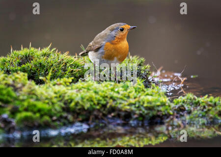 European robin (Erithacus rubecula) sitting on water's edge Stock Photo