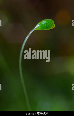 Capillary thread-moss  (Bryum capillare) close up of capsule Stock Photo