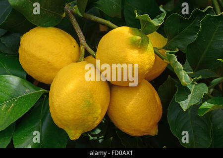 Lemons on tree Stock Photo