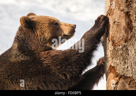 Female European brown bear (Ursus arctos arctos) scratching a tree in woodland, in the Bavarian Forest National Park, Germany. Stock Photo