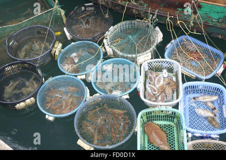 Baskets holding different types of fish and shellfish for sale tethered to a small boat in Halong Bay, Vietnam Stock Photo