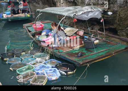 Woman selling different types of live fresh fish and shellfish tethered to a small boat in Halong Bay, Vietnam Stock Photo