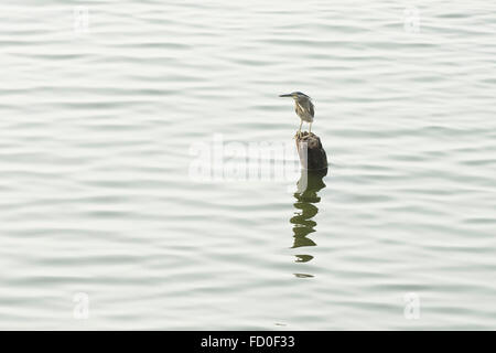 Black-crowned night heron, Nycticorax nicticorax, perched on a post fishing in West Lake, Hanoi, Vietnam, January Stock Photo