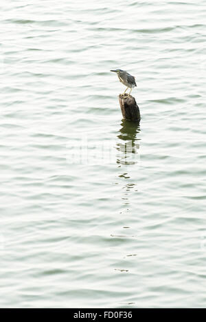 Black-crowned night heron, Nycticorax nicticorax, perched on a post fishing in West Lake, Hanoi, Vietnam, January