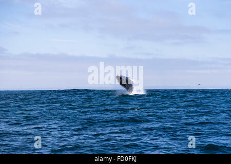 Humpback whale (Megaptera novaeangliae)jumping out of water in Monterey bay, California Stock Photo