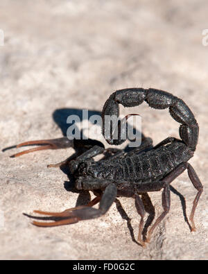 Black scorpion Stock Photo