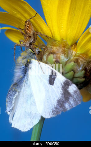 Spider hunts butterfly Stock Photo