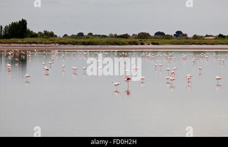 Flamingos in salt flats in Aigües  Mortes. Nimes, Gard, Languedoc Roussillon, France, Stock Photo
