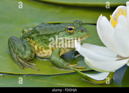 Marsh frog sits on a green leaf among white lilies on the lake Stock Photo