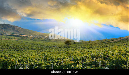 Sunrise in mountains over a grape field. Vineyards in the Crimean mountains Stock Photo