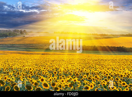 Sunset over the field of sunflowers against a cloudy sky Stock Photo