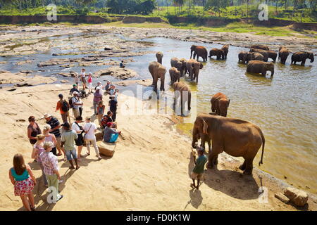 Sri Lanka - tourists looking at elephant bath, Pinnawela Elephant Orphanage for wild Asian elephants Stock Photo