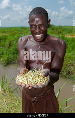 Ugandan man holding grains of rice after threshing. Uganda Stock Photo ...