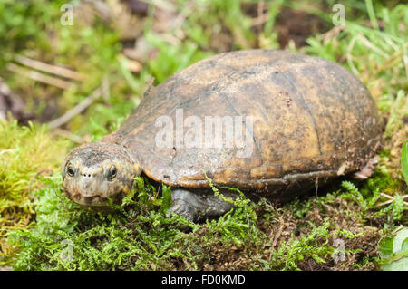 Eastern mud turtle, Kinosternon subrubrum subrubrum, endemic to the United States Stock Photo