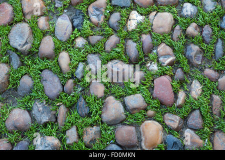 Green grass growing through the cobbled pavement in Seville, Andalusia, Spain. Background texture. Stock Photo