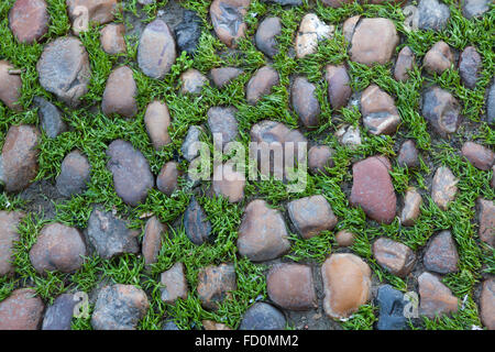 Green grass growing through the cobbled pavement in Seville, Andalusia, Spain. Background texture. Stock Photo