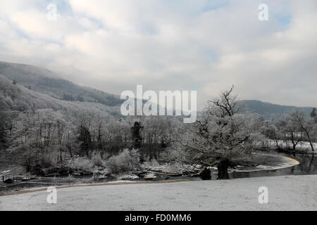 Hoar frost on trees on the banks of the river Dee at the Horseshoe Falls in Llangollen Stock Photo