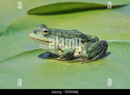 Marsh frog sitting among green leaves of water lilies Stock Photo