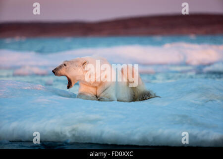 Canada, Nunavut Territory, Adult male Polar Bear (Ursus maritimus) yawns while resting on drifting pack ice near mouth of Wager  Stock Photo