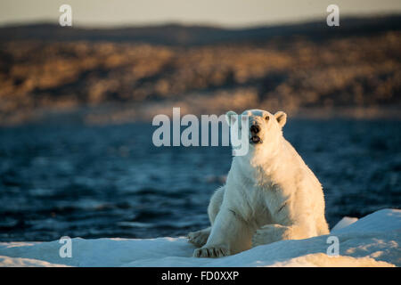 Canada, Nunavut Territory, Adult male Polar Bear (Ursus maritimus) wakes from sleeping on drifting pack ice near mouth of Wager  Stock Photo