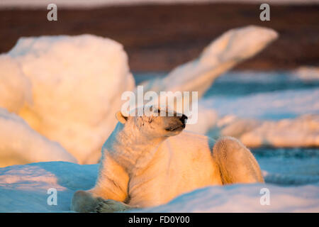 Canada, Nunavut Territory, Adult male Polar Bear (Ursus maritimus) resting on drifting pack ice near mouth of Wager Bay and Ukku Stock Photo